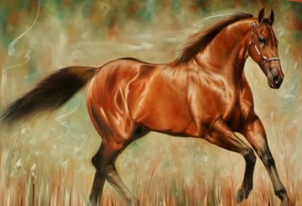 Cavalo